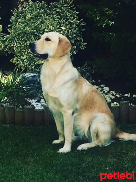 Golden Retriever, Köpek  Daisy fotoğrafı
