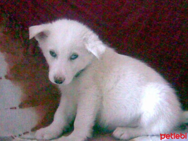 Sibirya Kurdu (Husky), Köpek  AVATA fotoğrafı