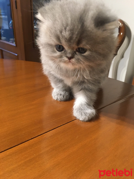 İran Kedisi (Persian), Kedi  Şuan isim vermedik fotoğrafı