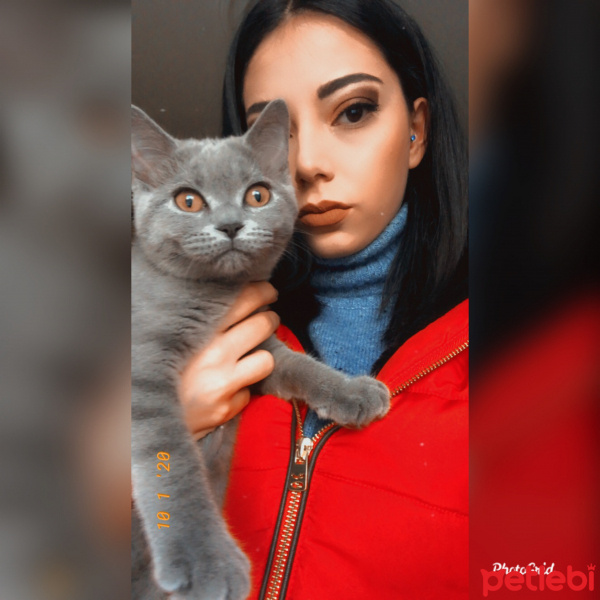 British Shorthair, Kedi  Paris fotoğrafı