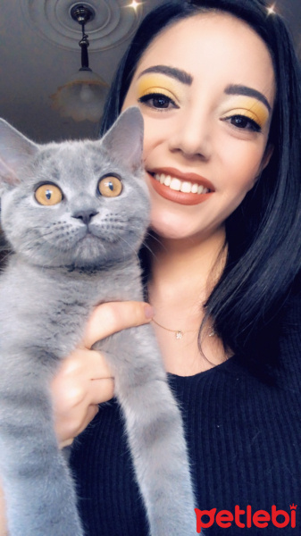 British Shorthair, Kedi  Paris fotoğrafı
