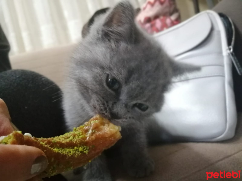 British Shorthair, Kedi  Paris fotoğrafı
