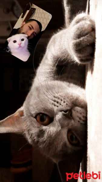 British Shorthair, Kedi  Paris fotoğrafı