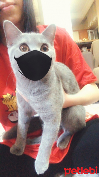 British Shorthair, Kedi  Paris fotoğrafı