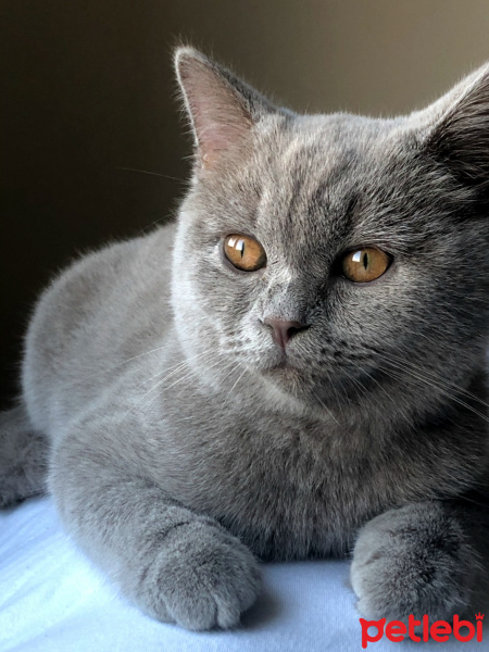 British Shorthair, Kedi  Paşa fotoğrafı