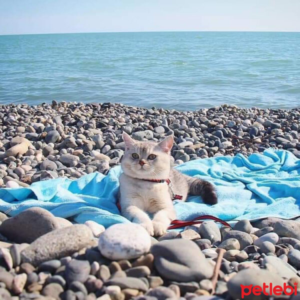 Scottish Fold, Kedi  Zarife fotoğrafı