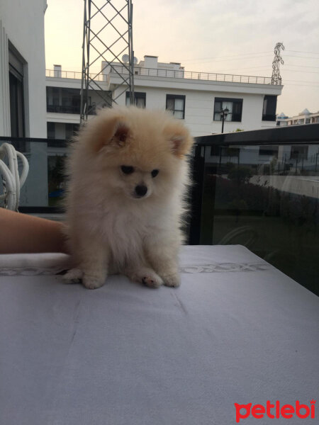 Chow Chow (çin Aslanı), Köpek  Raffi fotoğrafı