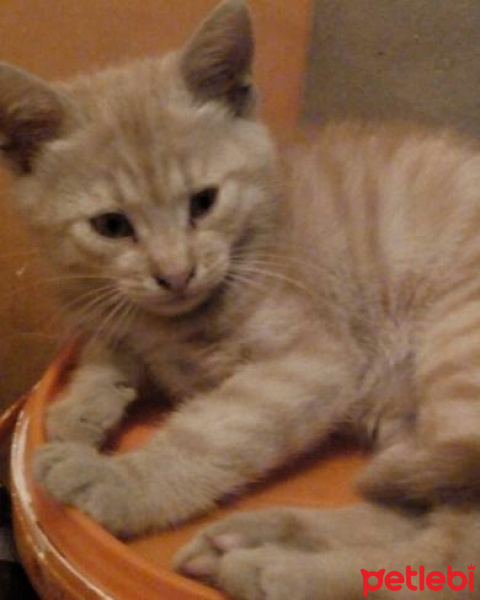 Sarman, Kedi  Angel fotoğrafı