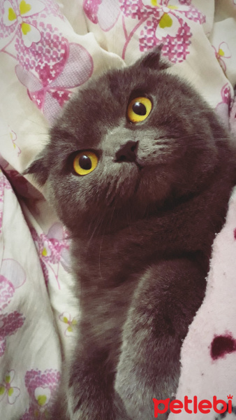 Scottish Fold, Kedi  Gece fotoğrafı