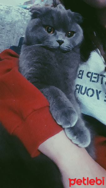Scottish Fold, Kedi  Gece fotoğrafı