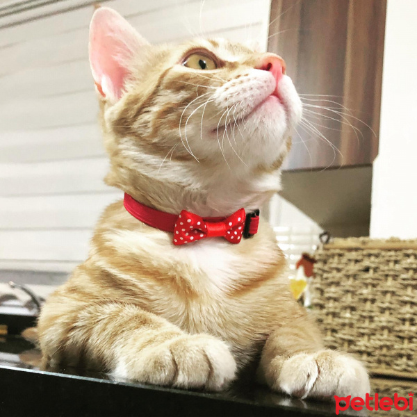Sarman, Kedi  Paşa fotoğrafı