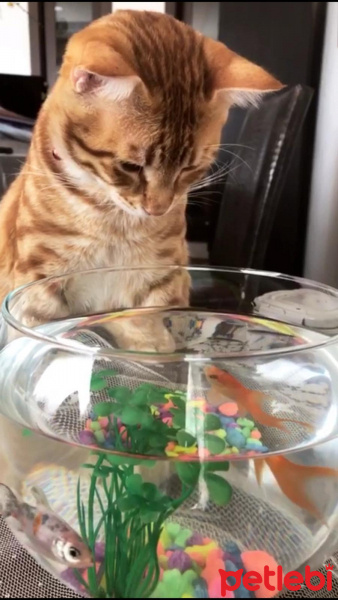 Sarman, Kedi  Paşa fotoğrafı