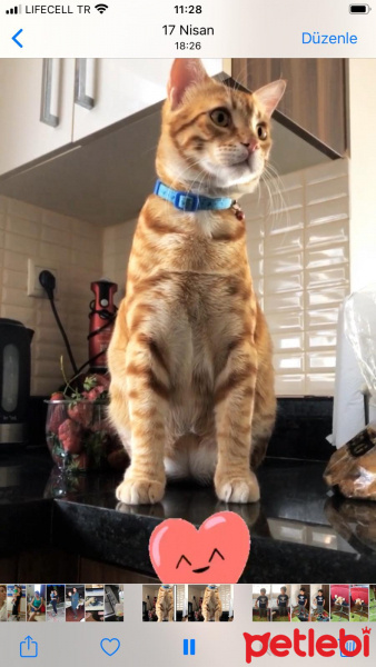 Sarman, Kedi  Paşa fotoğrafı