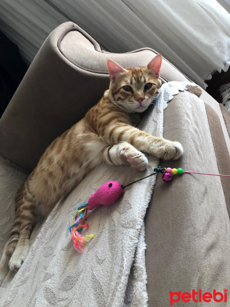 Sarman, Kedi  Paşa fotoğrafı