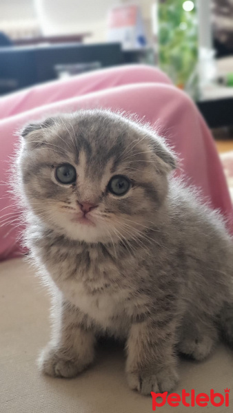Scottish Fold, Kedi  Pita fotoğrafı