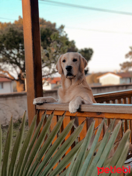 Golden Retriever, Köpek  Diego fotoğrafı