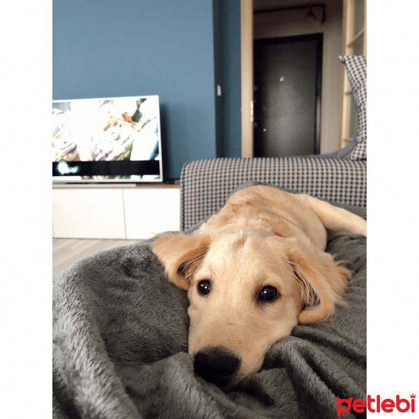Golden Retriever, Köpek  Diego fotoğrafı