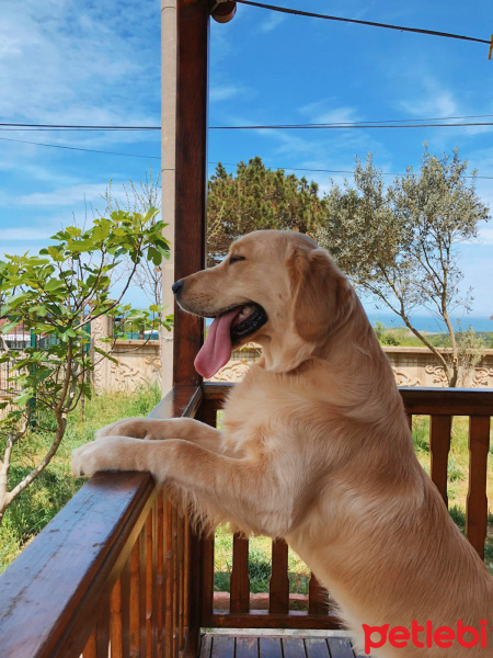 Golden Retriever, Köpek  Diego fotoğrafı