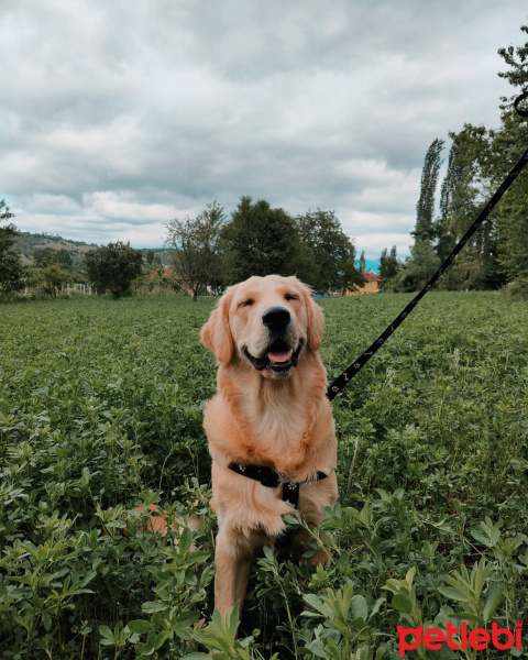 Golden Retriever, Köpek  Diego fotoğrafı