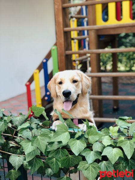 Golden Retriever, Köpek  Diego fotoğrafı