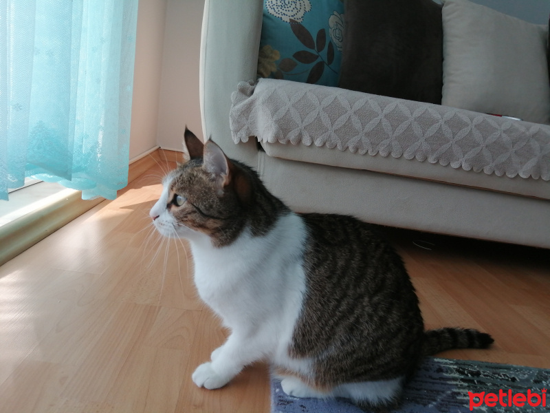 Tekir Kedi, Kedi  Sandwich fotoğrafı