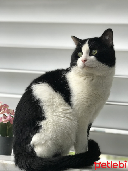 Tekir Kedi, Kedi  Panda fotoğrafı