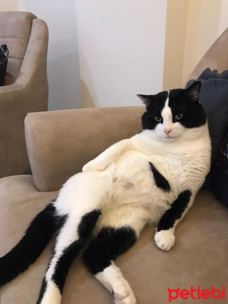 Tekir Kedi, Kedi  Panda fotoğrafı