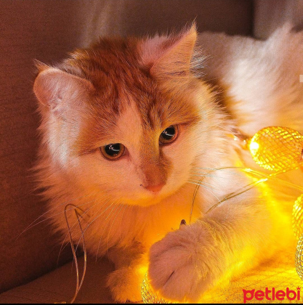 Norwegian Forest, Kedi  Oscar fotoğrafı