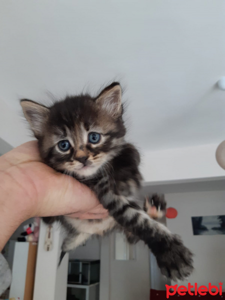 Tekir Kedi, Kedi  Kedicikler fotoğrafı