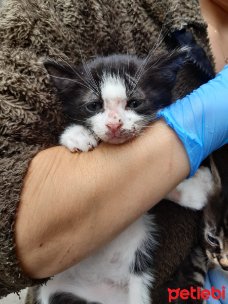 Tekir Kedi, Kedi  Kedicikler fotoğrafı