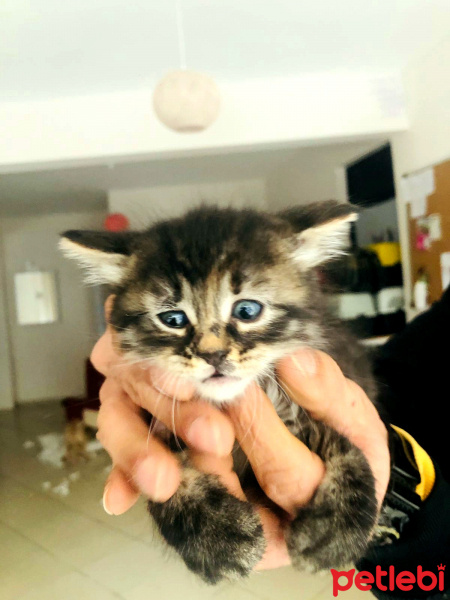 Tekir Kedi, Kedi  Kedicikler fotoğrafı