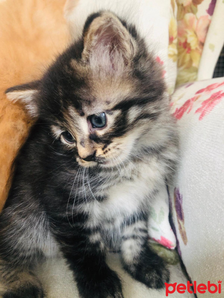 Tekir Kedi, Kedi  Kedicikler fotoğrafı