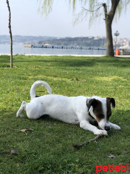 Jack Russell Terrier, Köpek  Herkül fotoğrafı