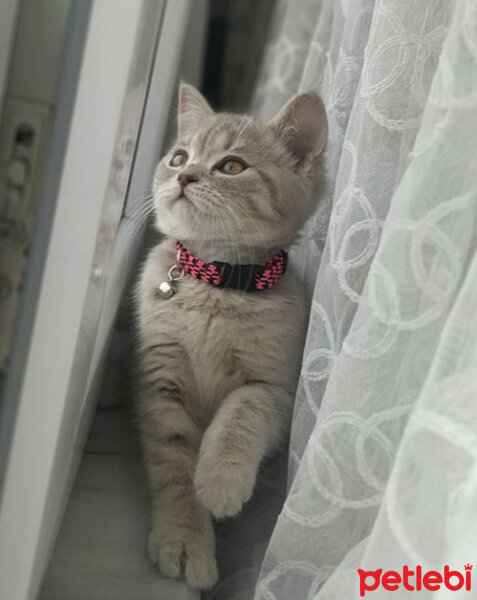 British Shorthair, Kedi  Venüs fotoğrafı