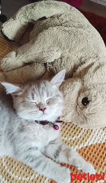 British Shorthair, Kedi  Venüs fotoğrafı