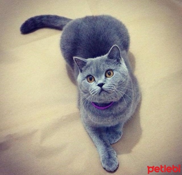 British Shorthair, Kedi  YOSUN fotoğrafı