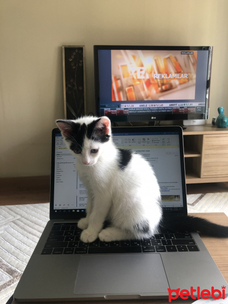 Tekir Kedi, Kedi  Sütlaç fotoğrafı