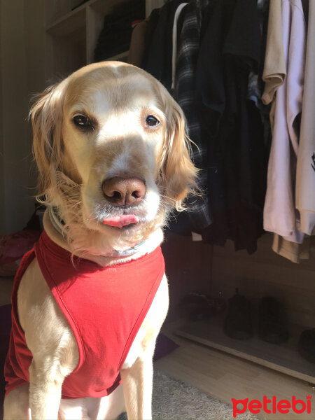 Golden Retriever, Köpek  Asil fotoğrafı