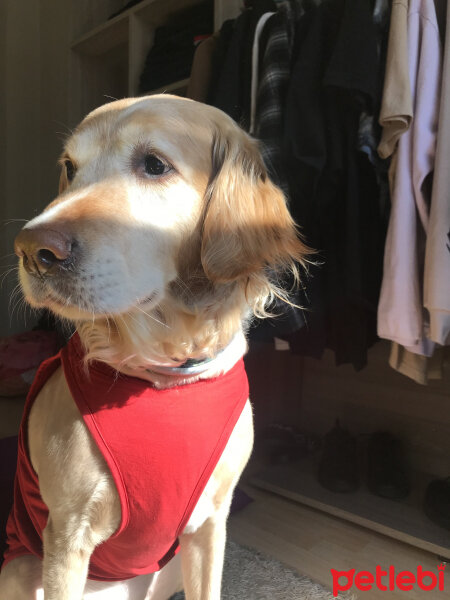 Golden Retriever, Köpek  Asil fotoğrafı