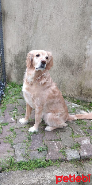 Golden Retriever, Köpek  Asil fotoğrafı