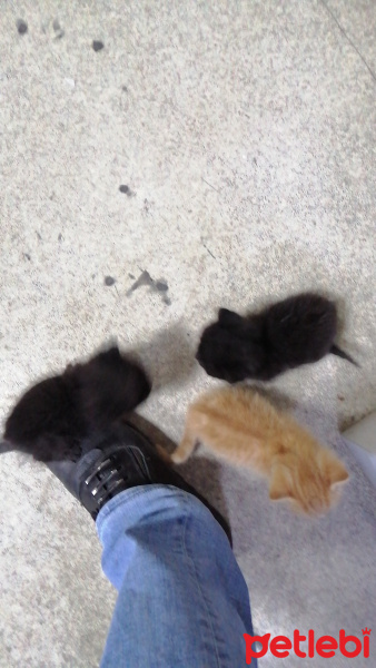 Tekir Kedi, Kedi  Minikler fotoğrafı