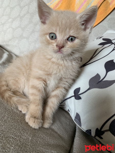 British Shorthair, Kedi  Saki fotoğrafı