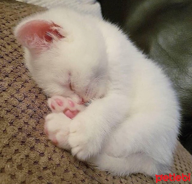 British Shorthair, Kedi  Şşeker fotoğrafı