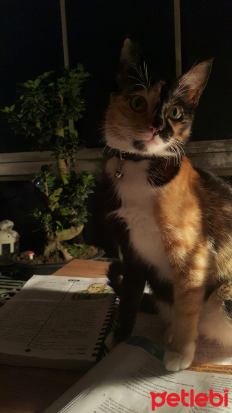 Tekir Kedi, Kedi  Patisu fotoğrafı