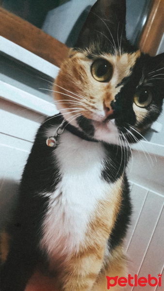 Tekir Kedi, Kedi  Patisu fotoğrafı