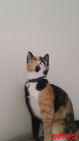 Tekir Kedi, Kedi  Patisu fotoğrafı