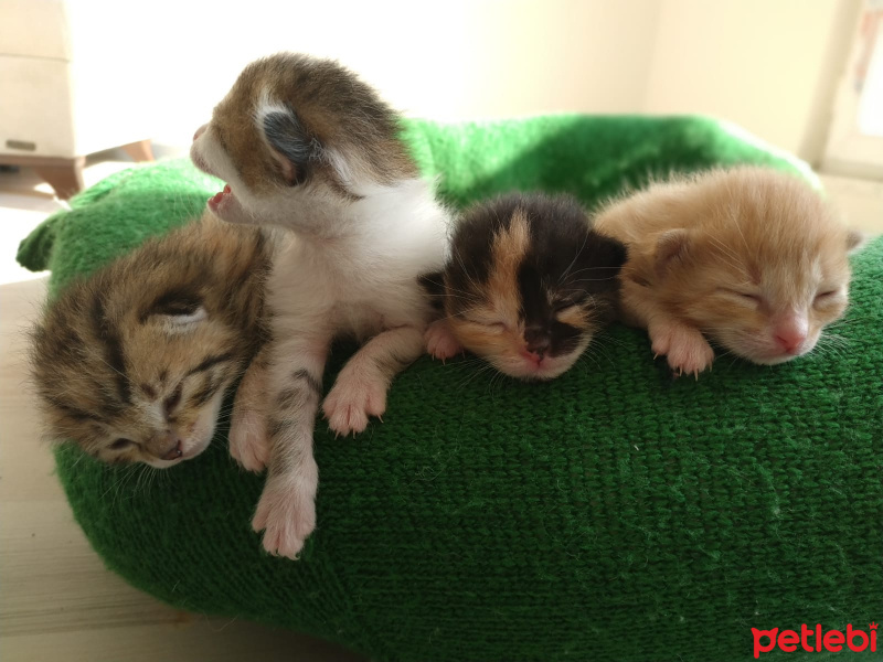 Tekir Kedi, Kedi  Patisu fotoğrafı