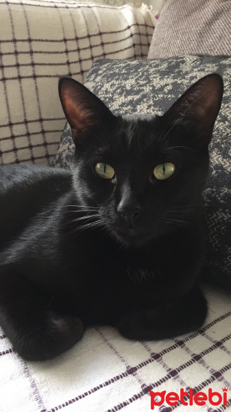 Tekir Kedi, Kedi  Gece fotoğrafı