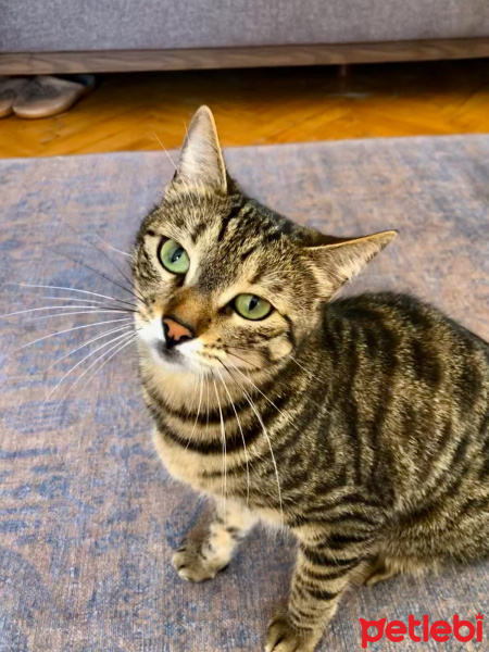 Tekir Kedi, Kedi  Gri fotoğrafı