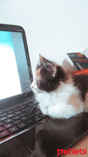 Tekir Kedi, Kedi  Hila fotoğrafı